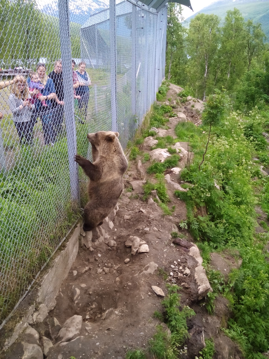 Наши бабы кормят медведиху морквой