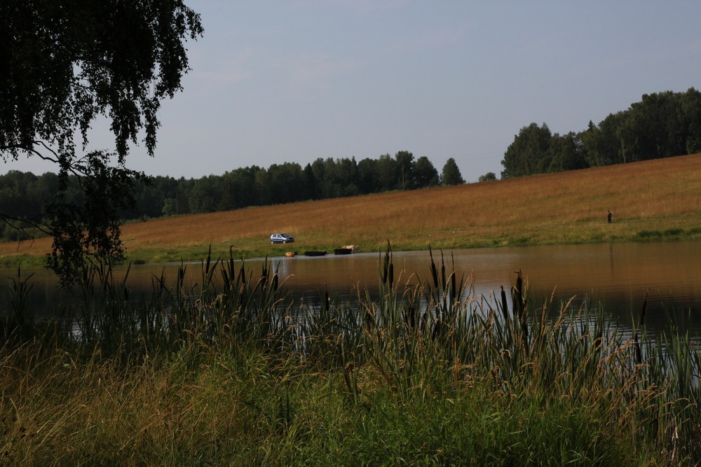 Коровки купаются